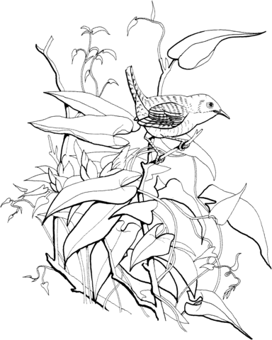 House Wren Coloring Page